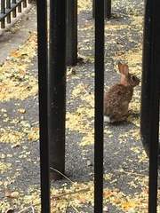 Sylvilagus floridanus