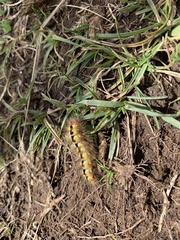 Acronicta euphorbiae
