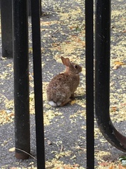 Sylvilagus floridanus