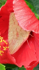 Phoebis philea