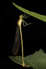 Enallagma durum