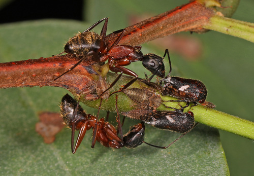 Ferruginous Carpenter Ant