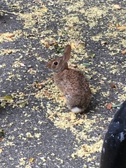 Sylvilagus floridanus