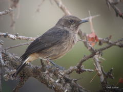 Oenanthe lugubris lugubris