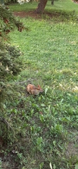 Sylvilagus floridanus