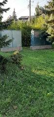 Sylvilagus floridanus