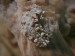 Dermatobranchus tuberculatus