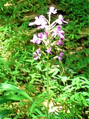 Platanthera peramoena