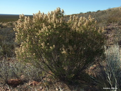 Acanthostyles buniifolius