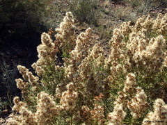 Acanthostyles buniifolius