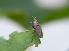 Euthycera