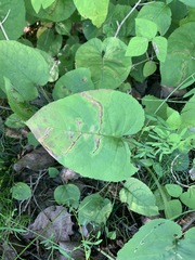 Scrobipalpula manierreorum