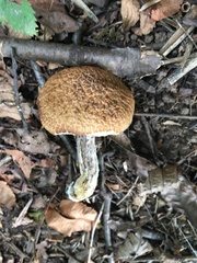 Leccinellum pseudoscabrum