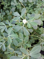 Trigonella foenum-graecum