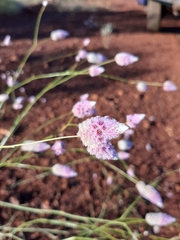 Ptilotus calostachyus