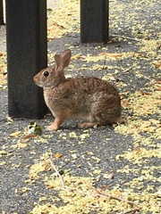 Sylvilagus floridanus