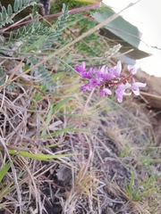Astragalus hypoleucus