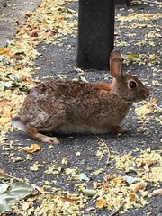 Sylvilagus floridanus