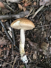 Leccinellum pseudoscabrum