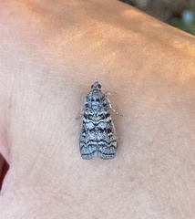 Dioryctria mendacella