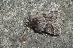 Asarta aethiopella
