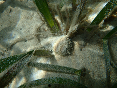 Conus virgo image
