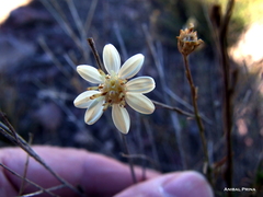 Gutierrezia gilliesii