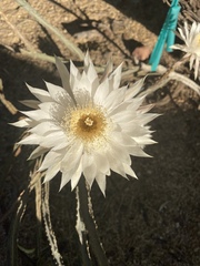 Peniocereus greggii