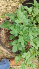 Fuertesimalva limensis