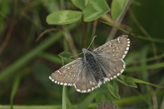 Pyrgus cacaliae