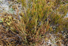 Dracophyllum longifolium