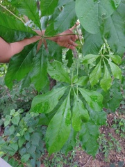 Godmania aesculifolia