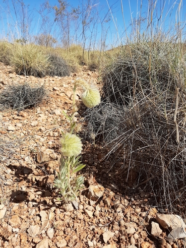 Image of Ptilotus clementii by (c) Tim Hammer, some rights reserved (CC BY)