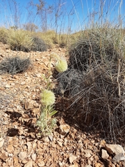 Ptilotus clementii