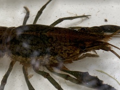 Procambarus virginalis
