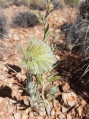 Ptilotus clementii