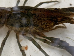 Procambarus virginalis