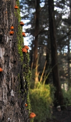 Anthracophyllum discolor