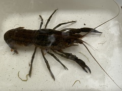 Procambarus virginalis
