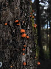 Anthracophyllum discolor