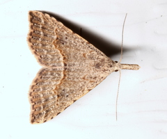 Trigonistis asthenopa