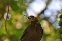 Psarocolius atrovirens
