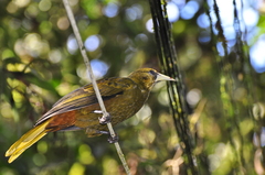 Psarocolius atrovirens