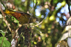 Psarocolius atrovirens