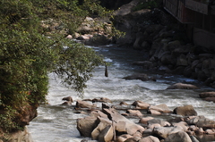 Psarocolius atrovirens