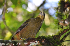Psarocolius atrovirens