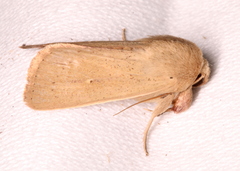 Leucania abdominalis