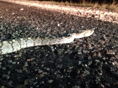 Crotalus ornatus