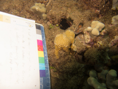 Gardineroseris planulata