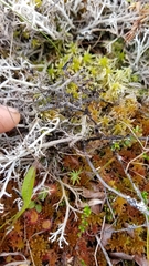 Cladonia stygia